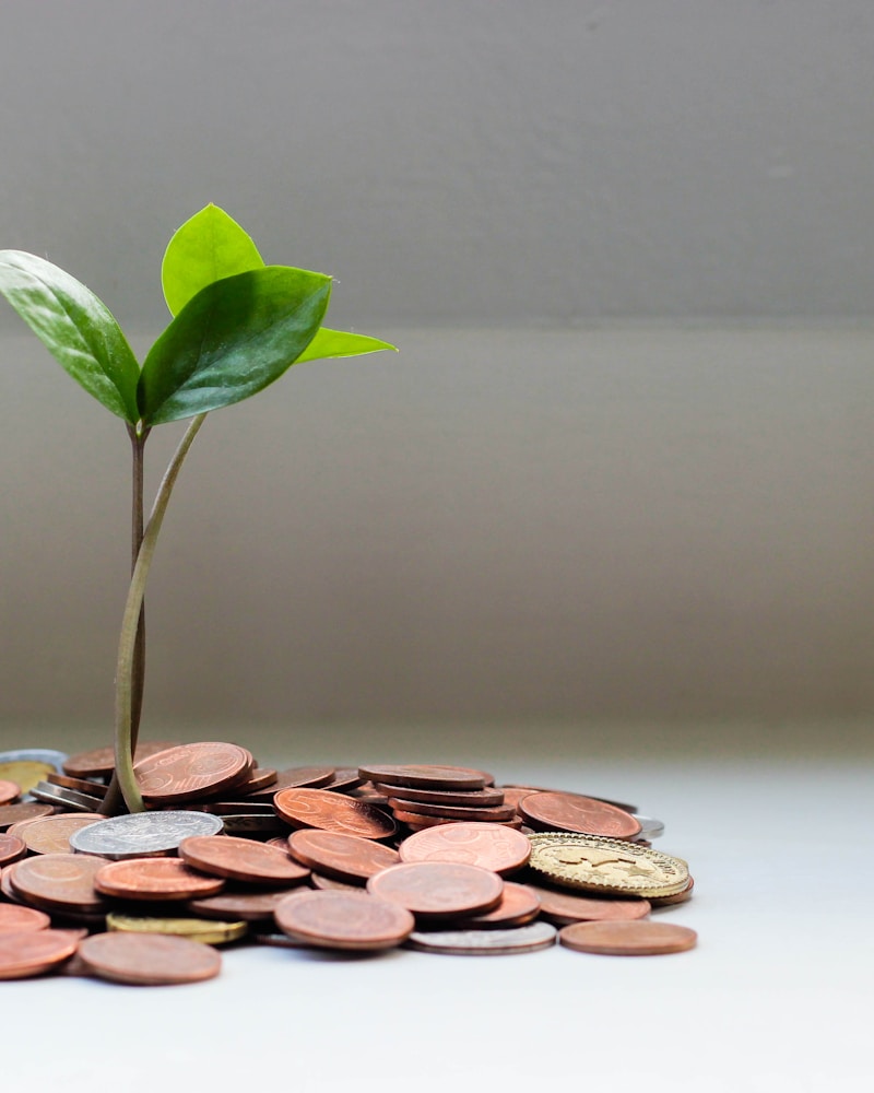 Dhoti Palazzo Set — Ivory & Gold