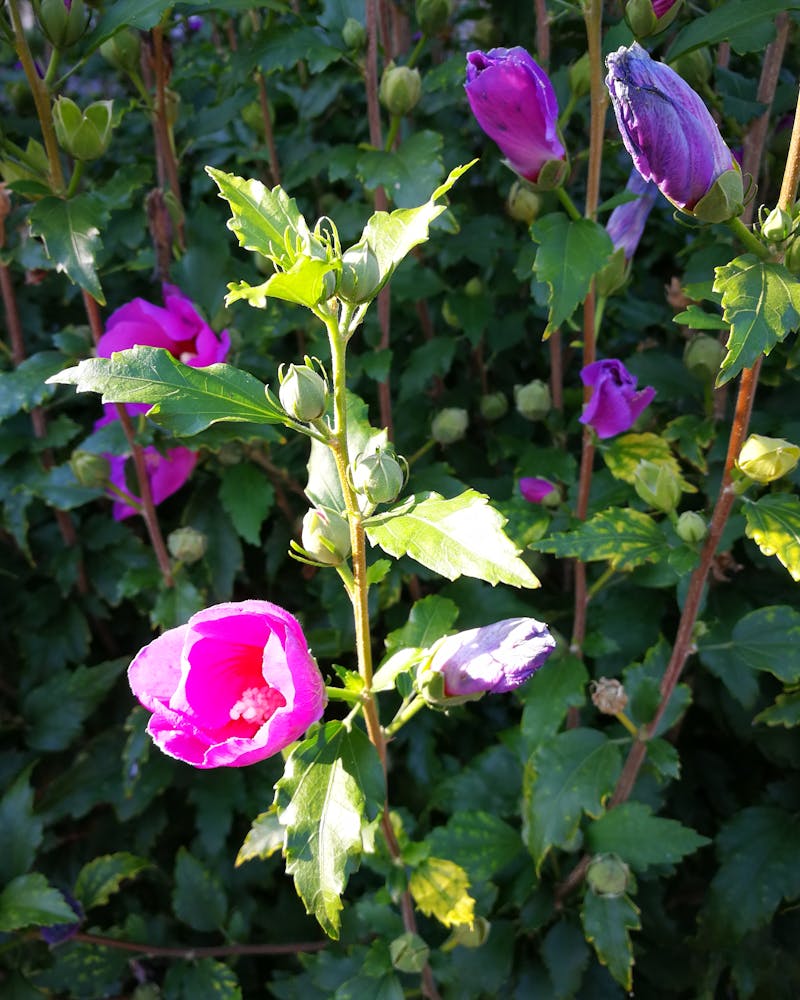 Fabric Potli Bag — Small