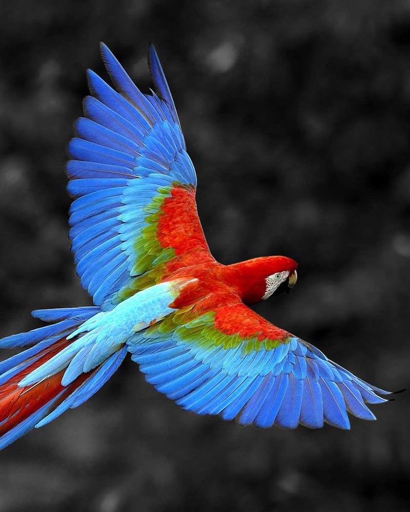 Potli Bag — Navy Kalamkari